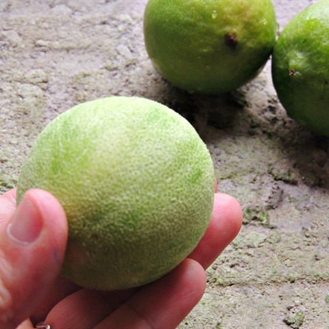 Chanh-muoi-recipe-How-to-make-Vietnamese-salt-preserved-lemons 3